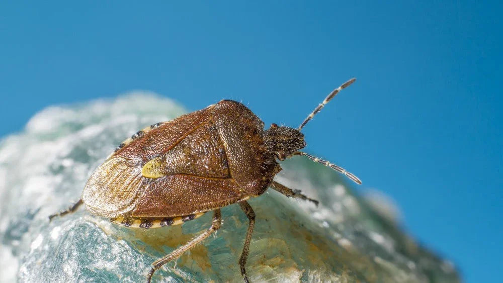 Penyebab Adanya Kutu Kasur